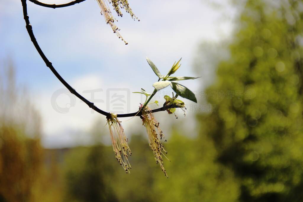 shoots of green leaves of aspen trees. aspen leaves against the