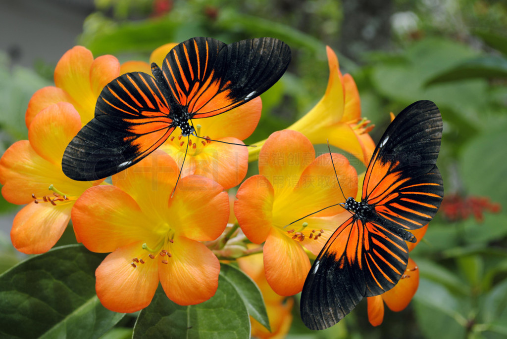 ȴ simbu ž黨 2 doris longwing 