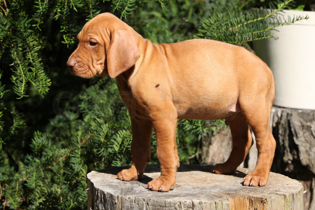 ëȮС(vizsla)