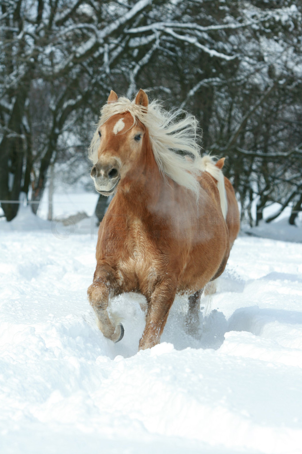 haflinger 볤ëѩб