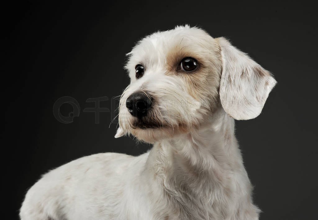Portrait of an adorable mixed breed dog lying and looking curiou