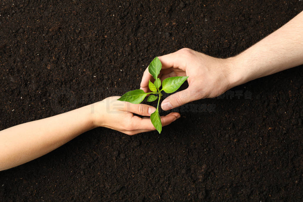 Woman and man hands hugs a green sprout in black soil, top view
