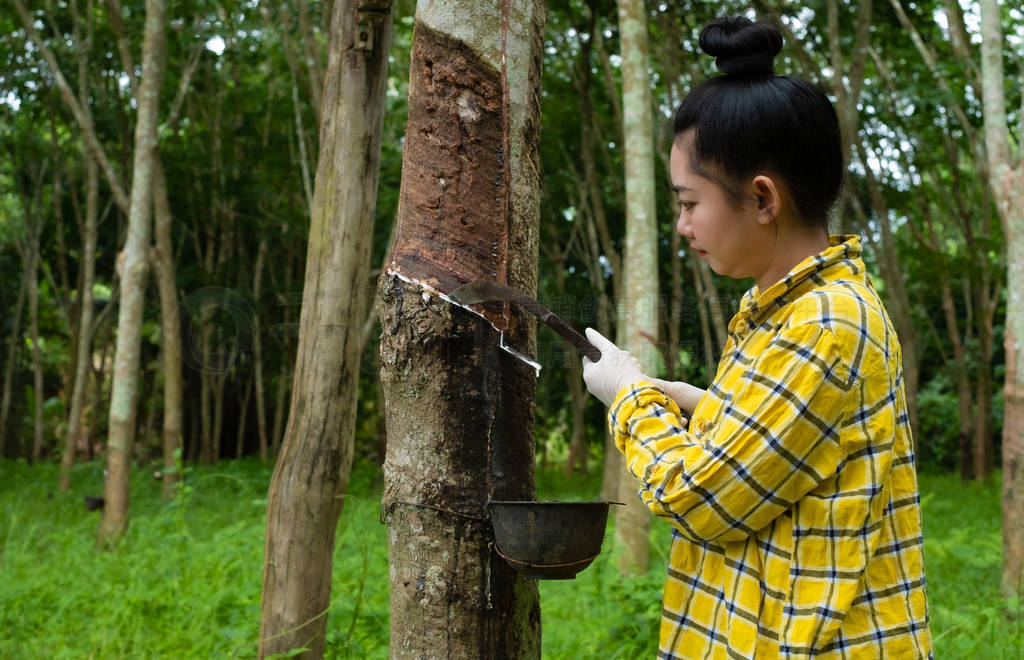 Portrait women tapping latex from a rubber tree