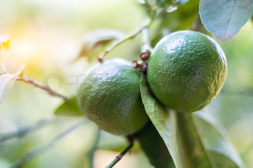Closeup green lime on a tree with fruits