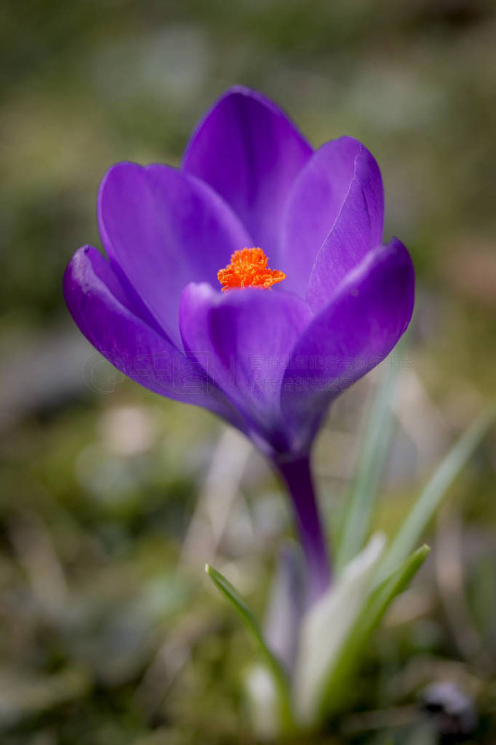 Close-up macro photo of one dark violet purple crocus