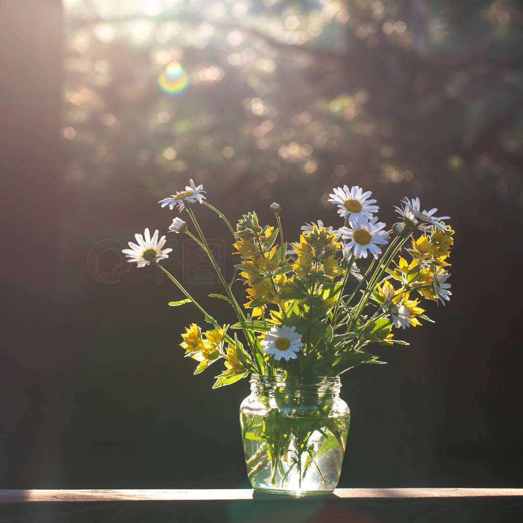 Bouquet of daisies in backlight. Dark background with bokeh. Sum