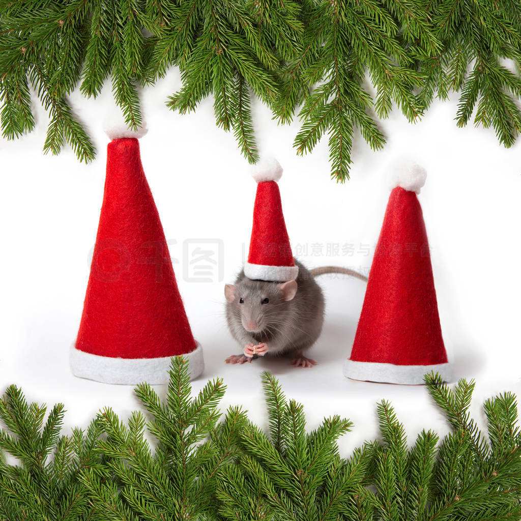 Decorative dumbo rat between santa hats on a white background is