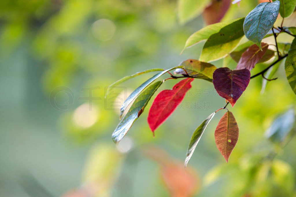 Beginning of autumn. The first yellow and red leaves on a tree.