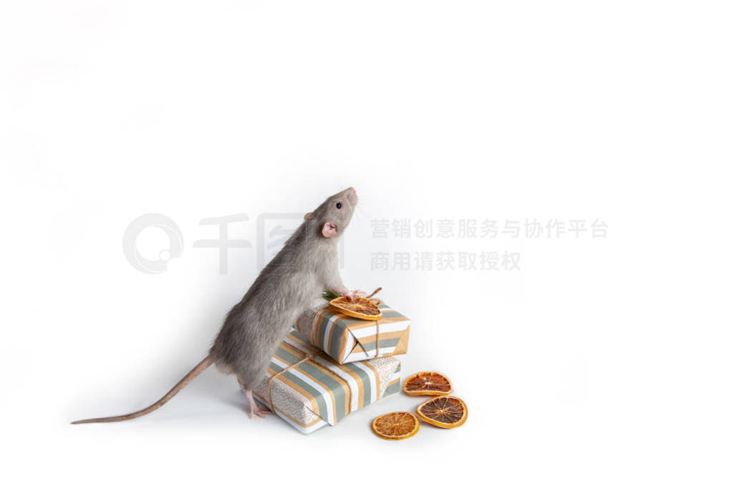 A decorative rat dumbo stands on its hind legs next to gifts on