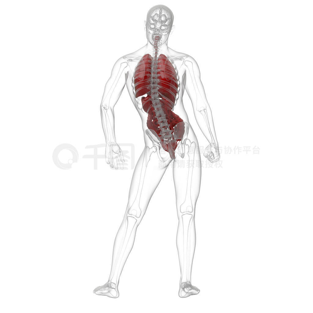 3d rendering medical illustration of the human digestive system