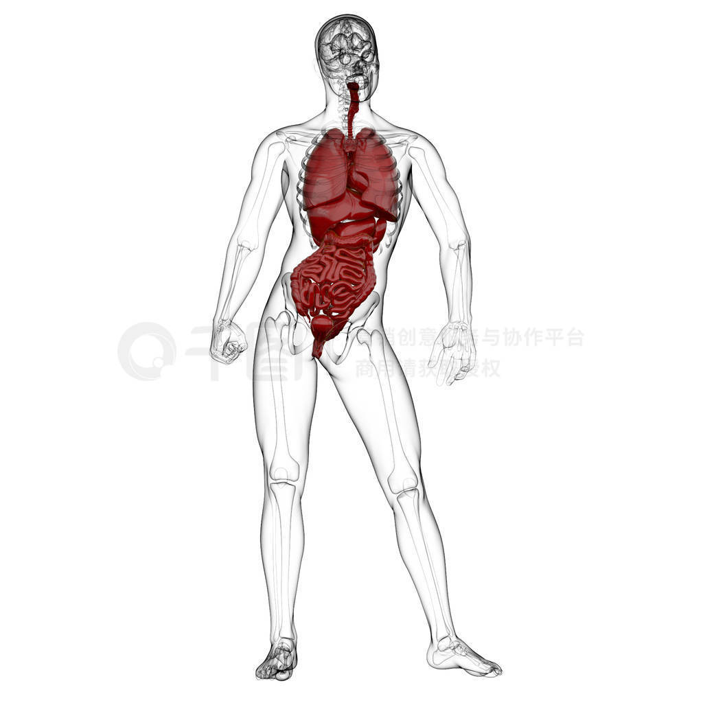 3d rendering medical illustration of the human digestive system