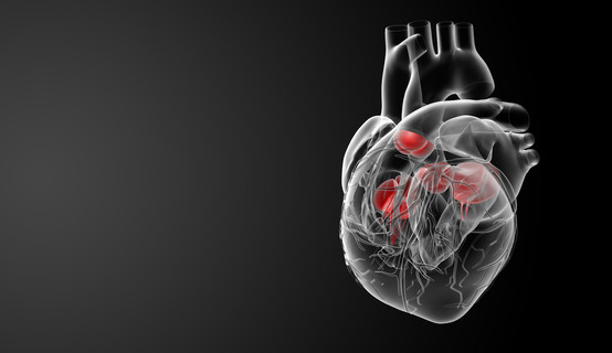 3d 渲染心脏瓣膜