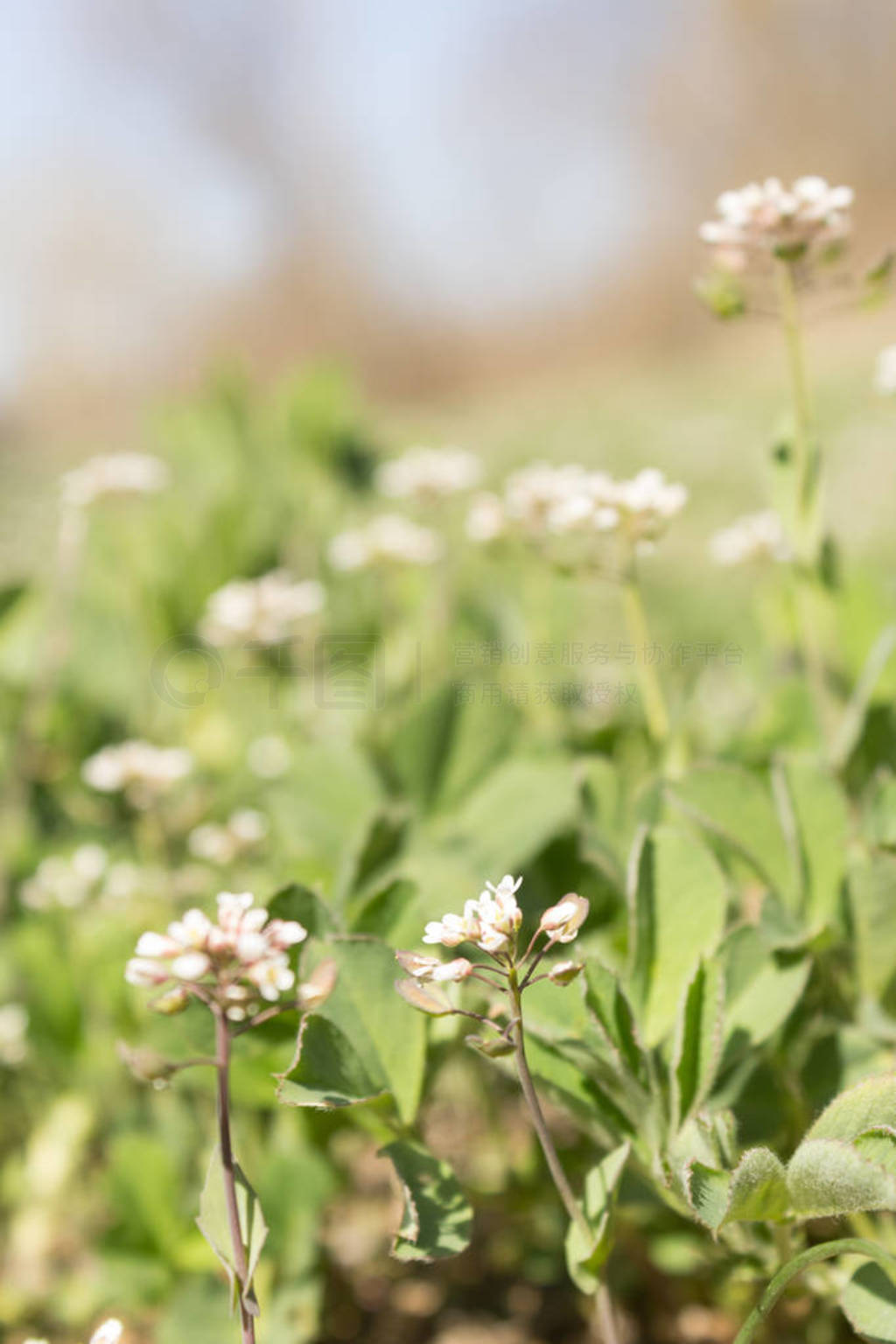 дͷCapsella bursa pastoris֪Ĺͬ˵Ǯҩֲ