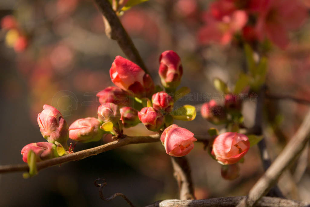Red flower buds of Japanese quince at spring season.