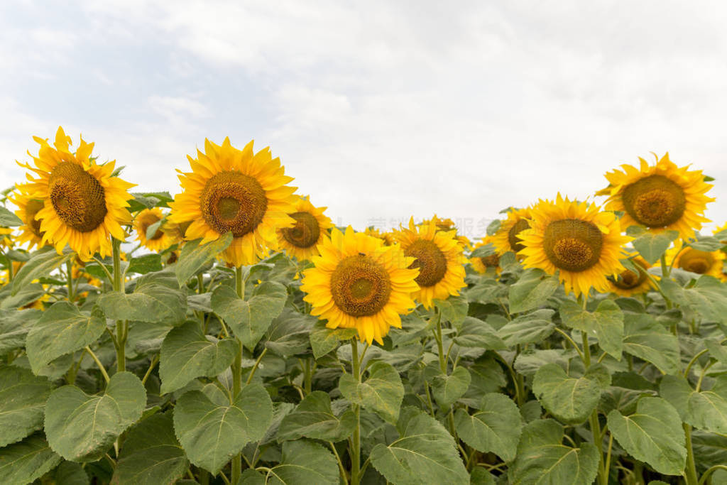 Sunflower blooming on the field on a bright sunny day . Close-u