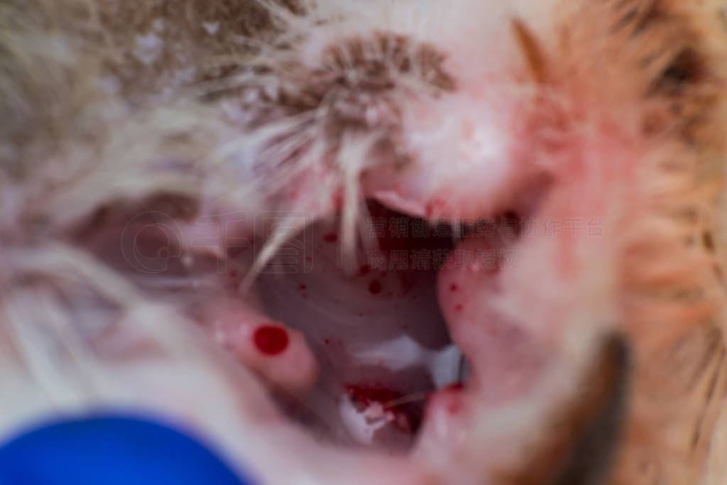ear canal of a cat after ear ceruminoma surgery