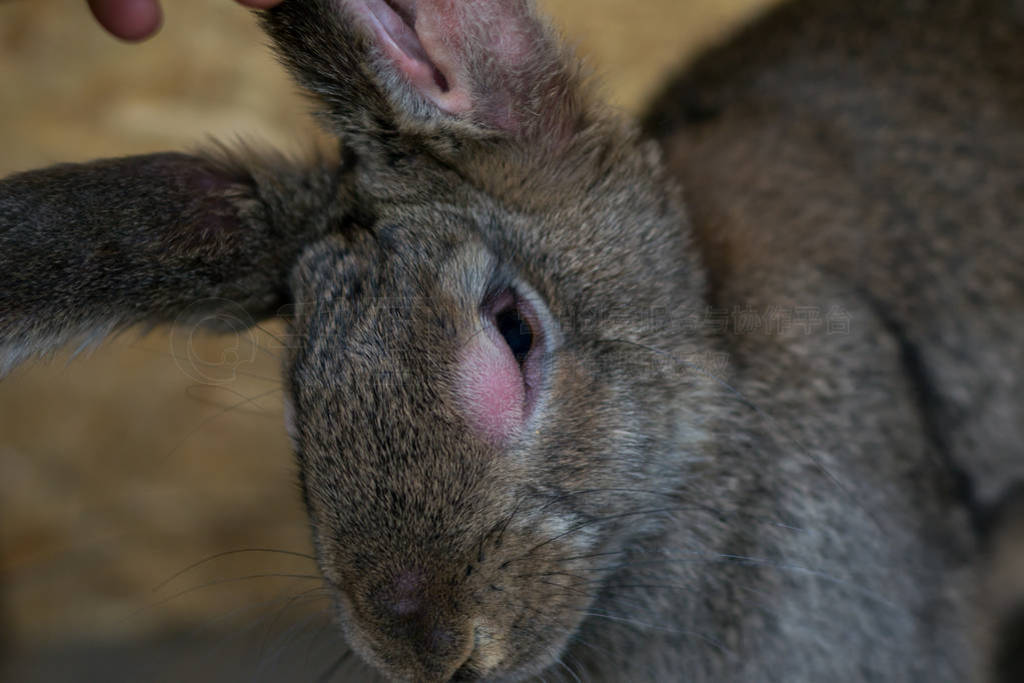 The adult domestic rabbit with myxomatosis