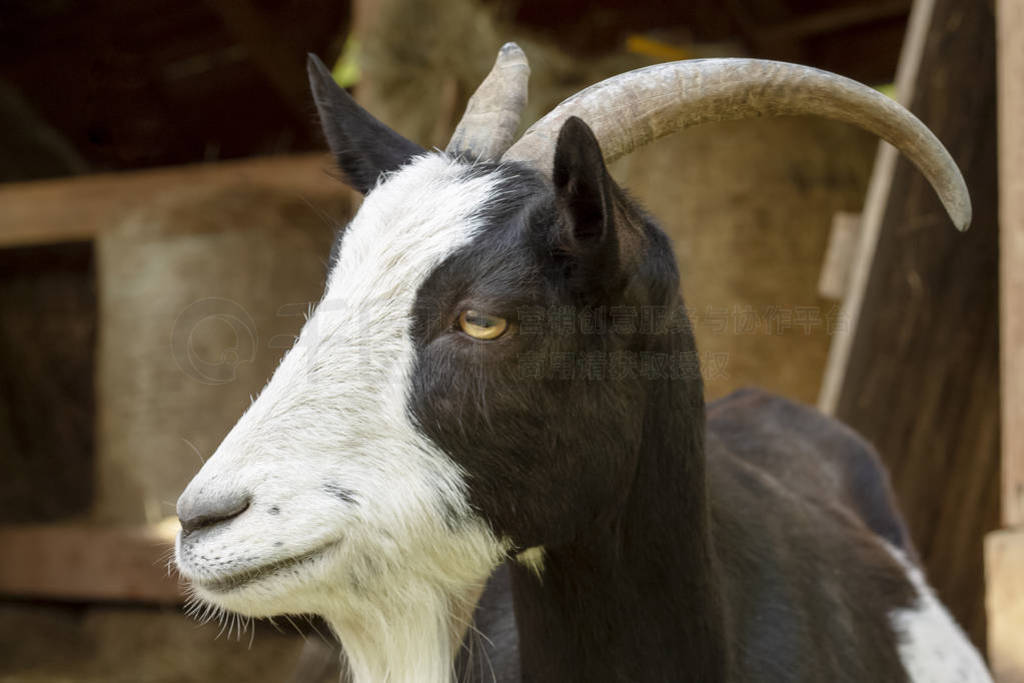 Goat portrait. Closeup photo of a black and white goat.