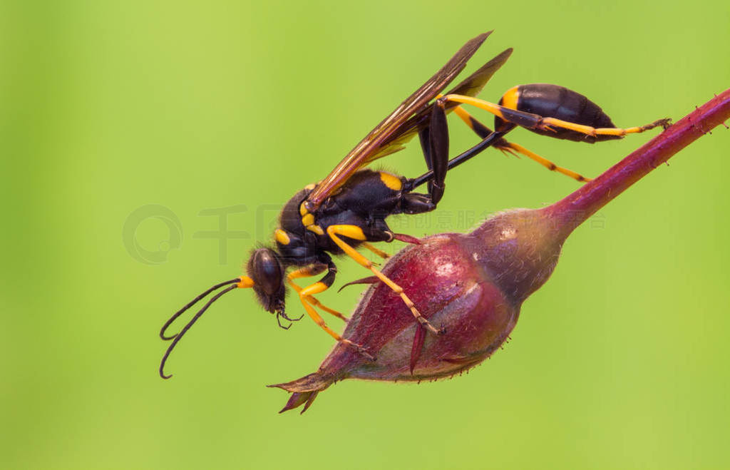 ݿ˹͹ md dauber wasp Sceliphron destillatorium 