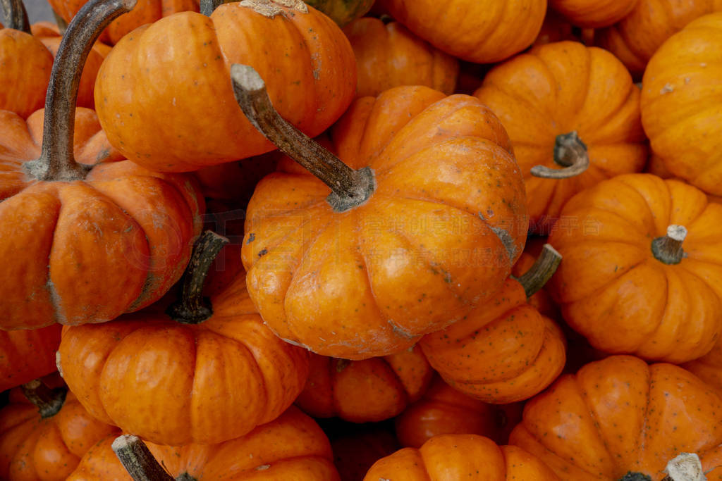 harvest bunch of orange pumpkins halloween thanksgiving holiday