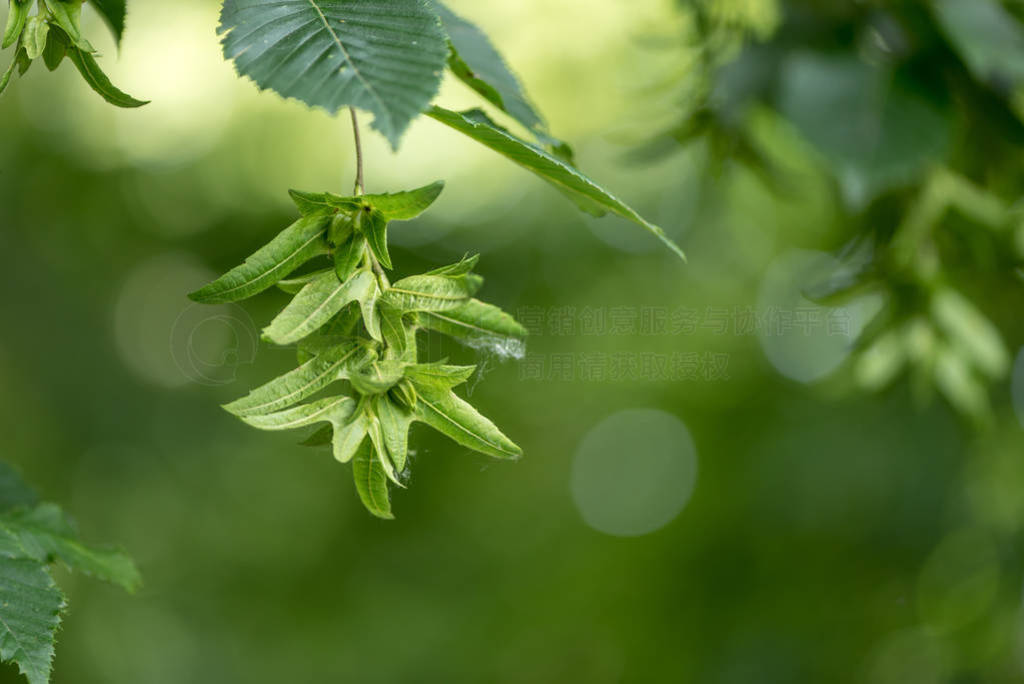 Green Beech tree in summer in front of blurred background with