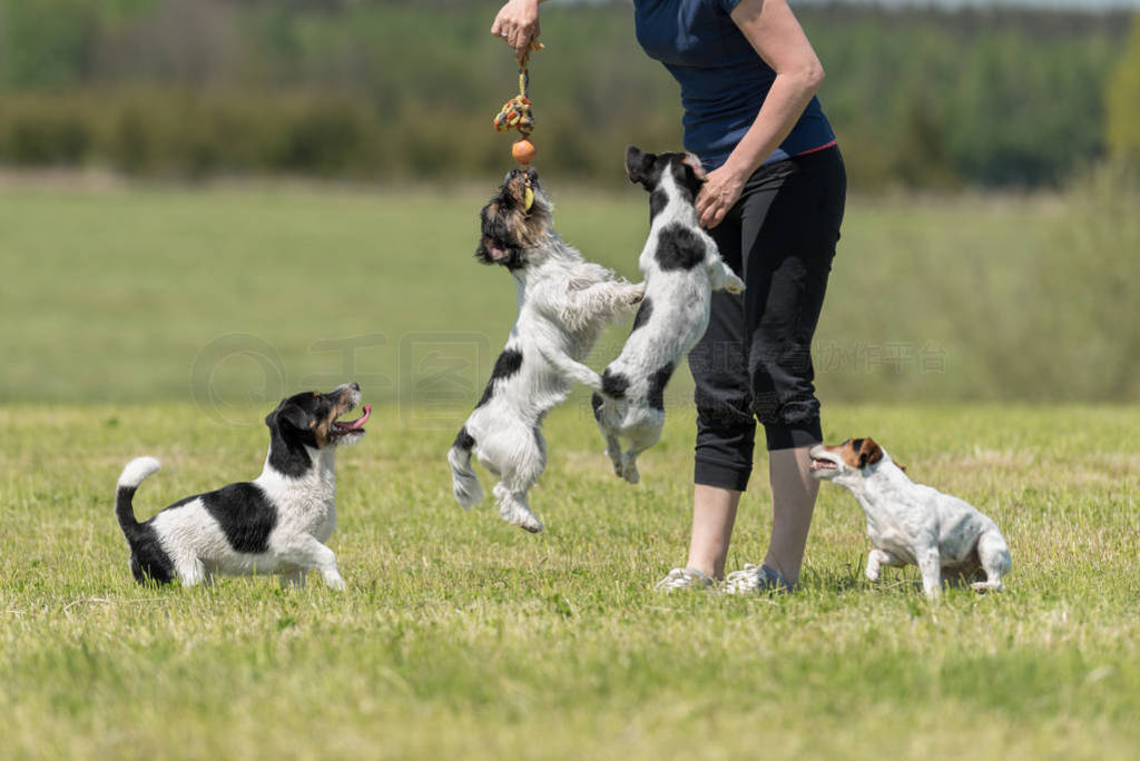 Owner walk and play with many dogs on an meadow.