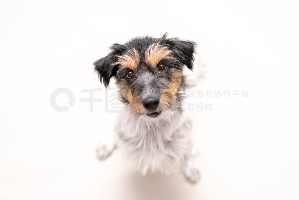 Jack Russell Terrier 4 years old, hair style rough. Cute small