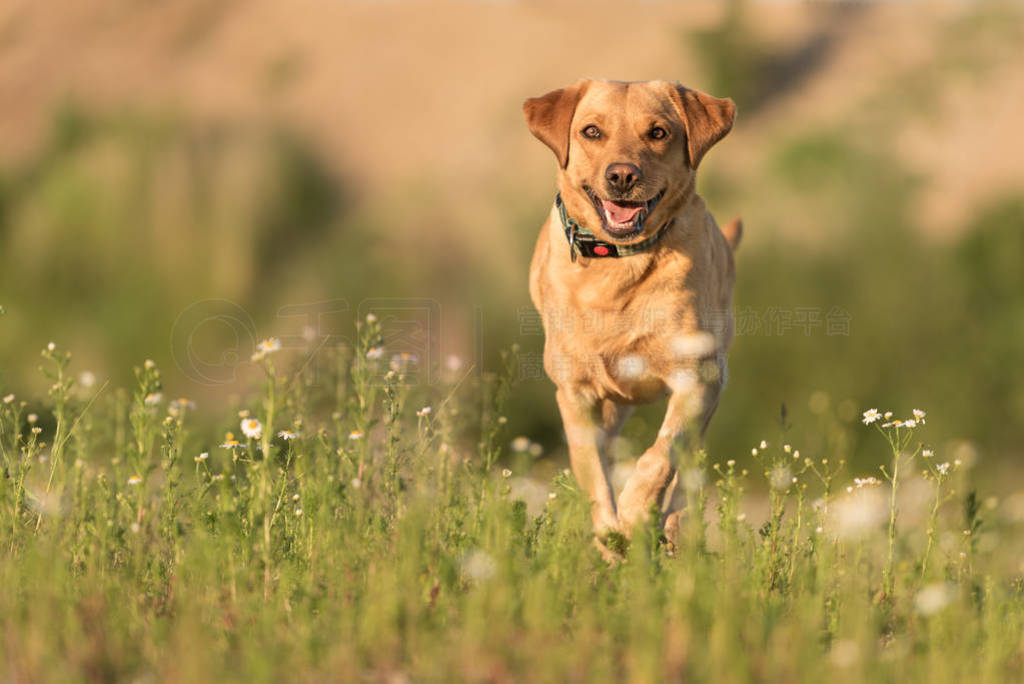 Labrador Redriver dog. Dog is running over a blooming beautiful