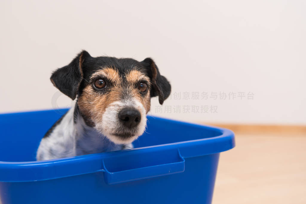 dog in blue bath tub