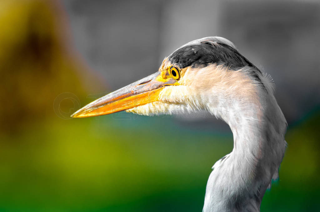 Colorful portrait of a single isolated hunting heron/egret