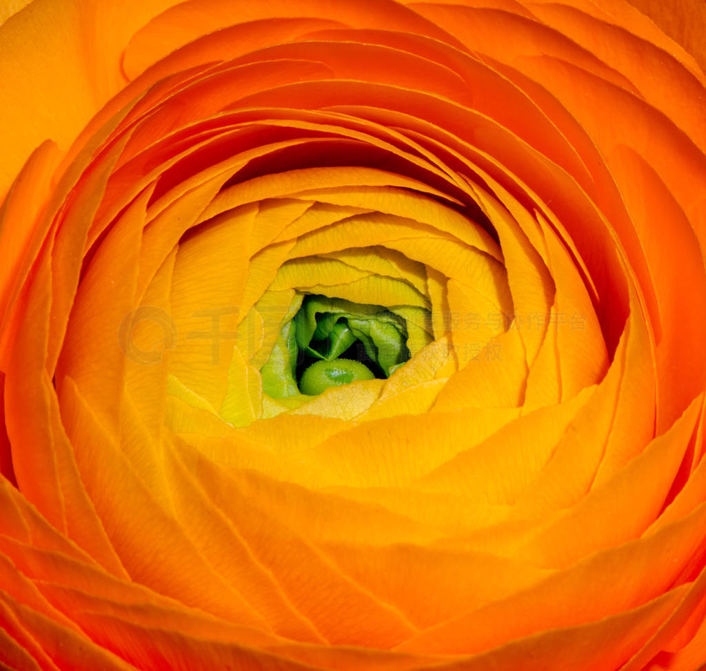 heart of an isolated red orange yellow green buttercup blossom