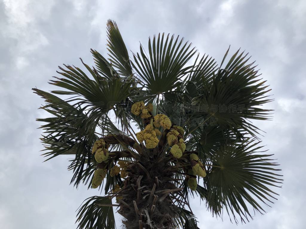 yellow flowers of windmill palm blooming of Trachycarpus
