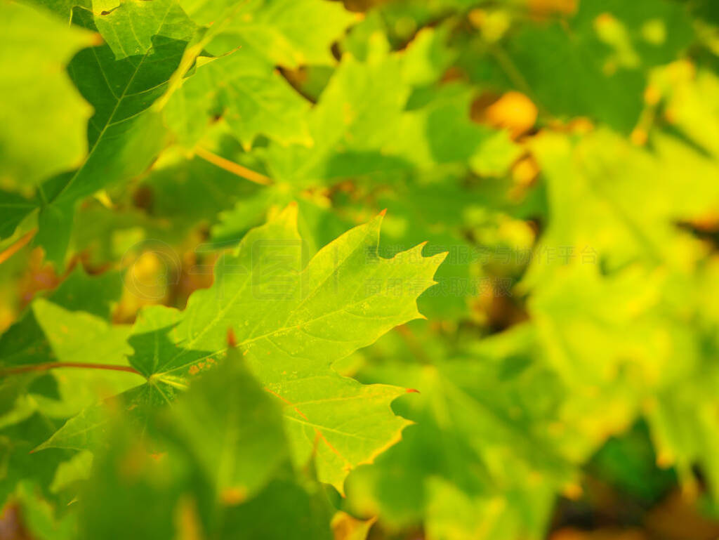 Fresh maple leaves are green. Bask in the sun. Close-up. Green l