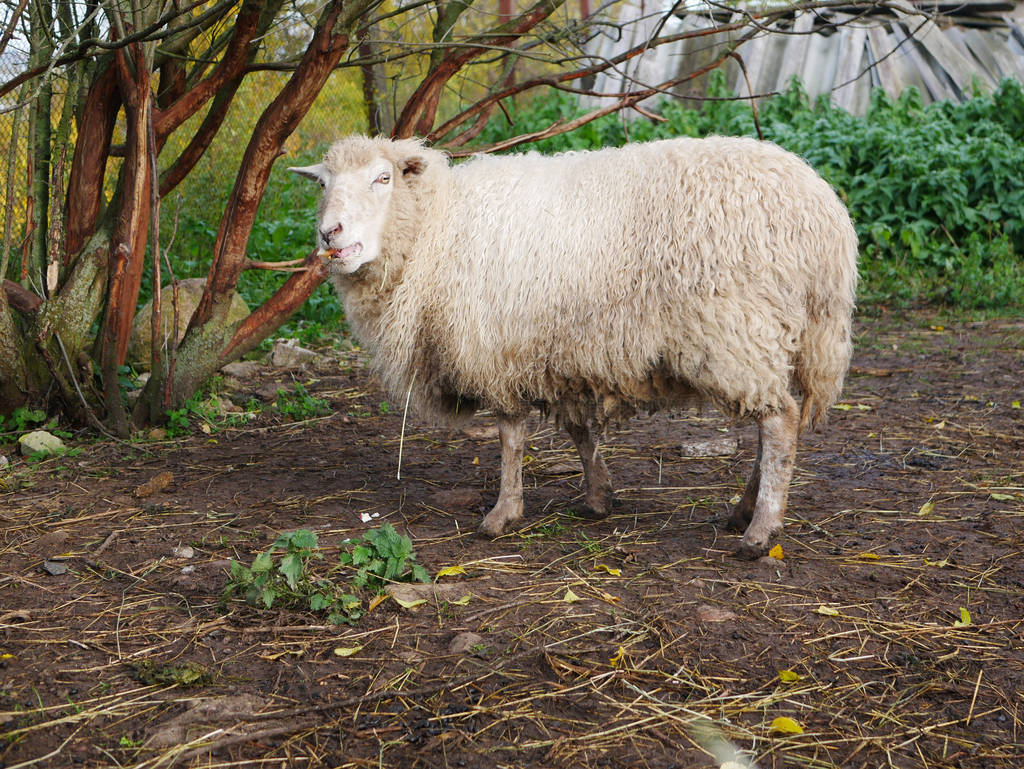 Domestic sheep. Agriculture. Graze in the meadow. sheeps wool.