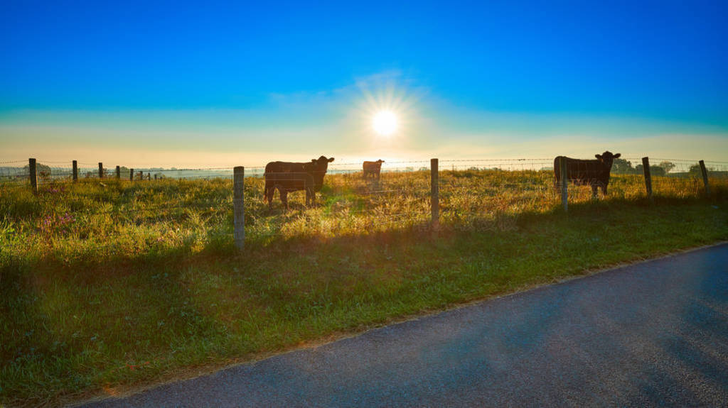 Cows at Sunrise