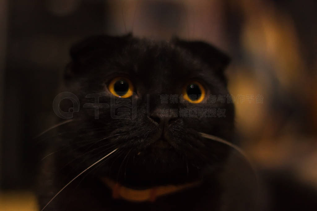 black cat nose close up