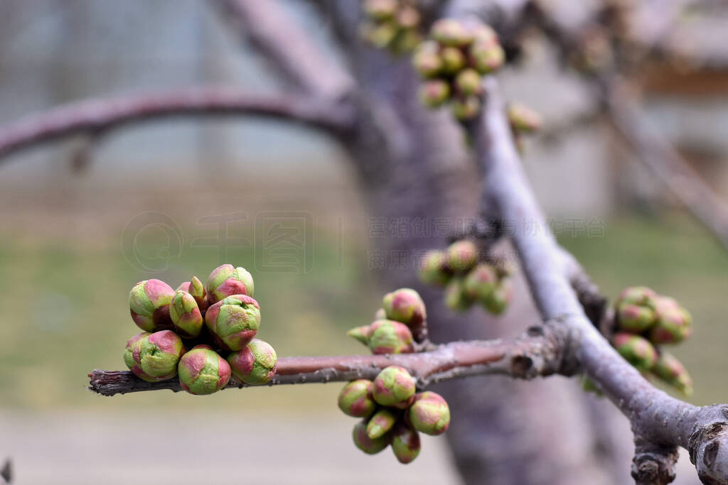 swollen buds on a cherry tree in early spring.