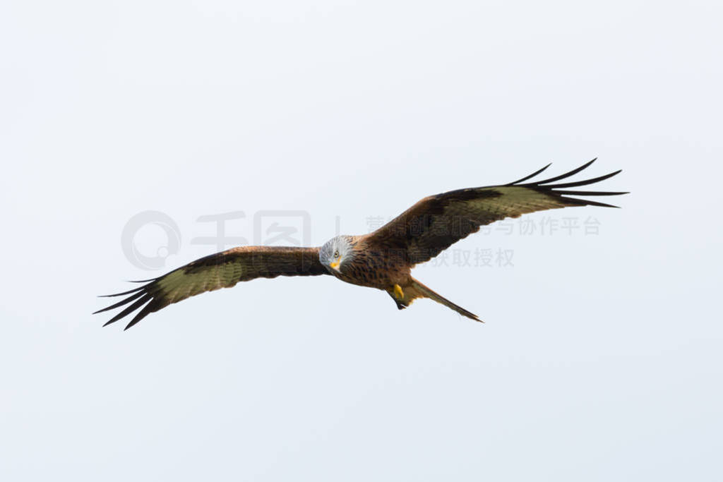 close view flying red kite (milvus milvus) bird of prey, spread