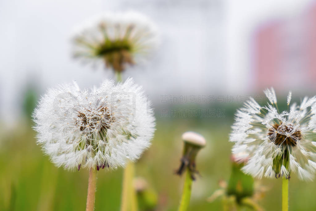 lots of white dandelions with fluffy seeds and dew drops on the