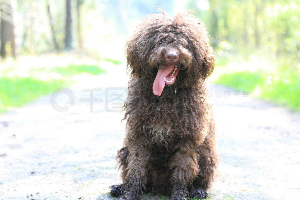 Dog with long hair rebel portrait high quality