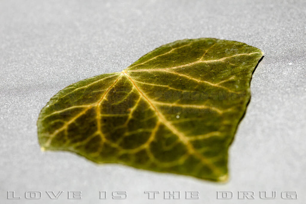 Green leaf in heart shape with love text quote background macro