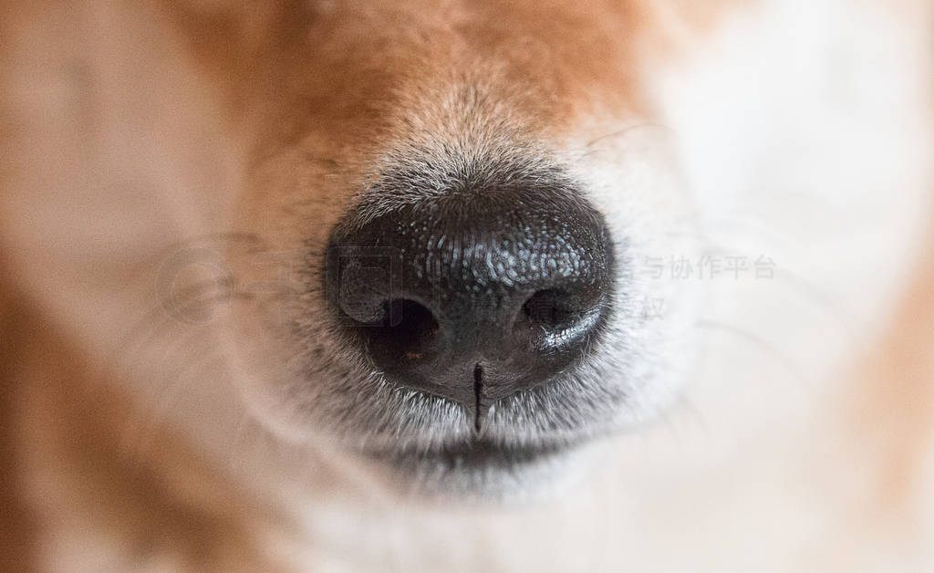 Close up shot of Shiba inu dog nose. Selective focus. Dog nose.