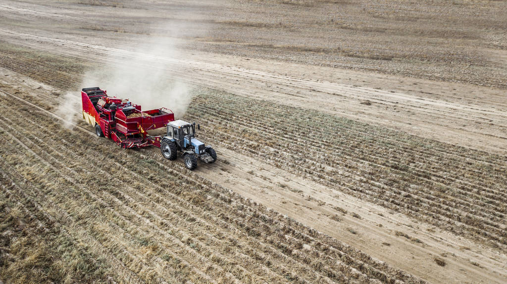 farmers harvested potatoes top view aerial photography with dro