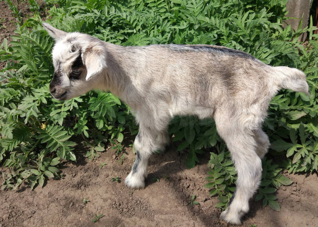 little goat grazing on green spring meadow