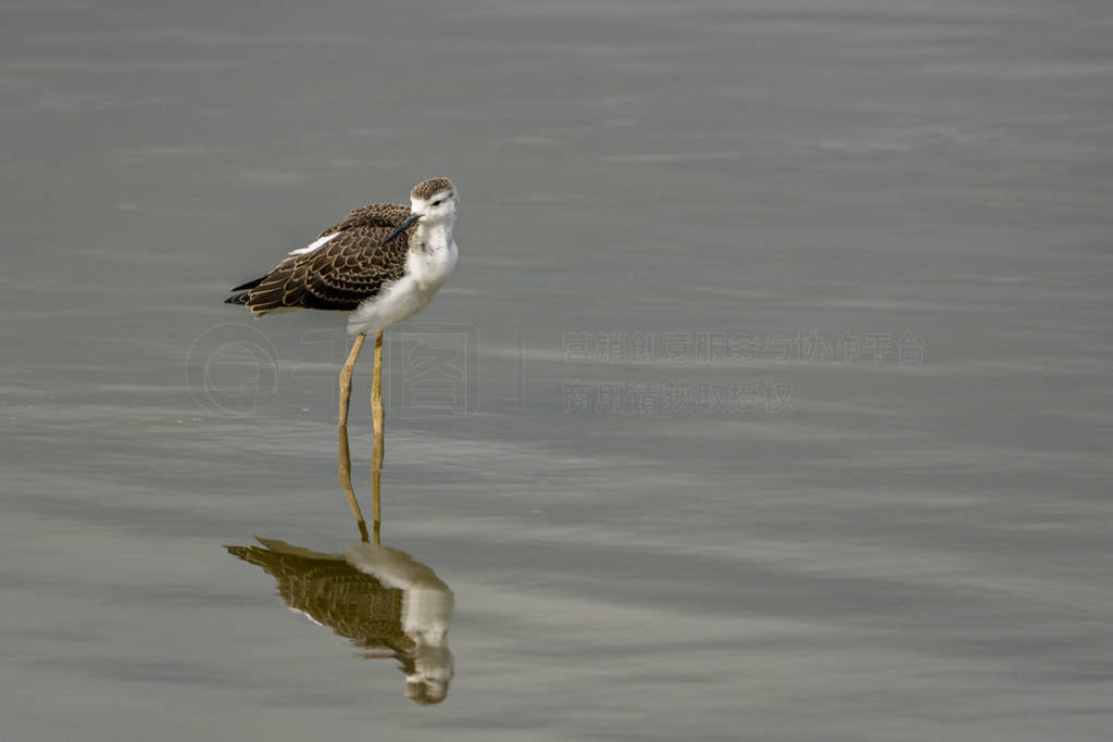 Breeding of black-winged stilt (himantopus himantopus) in