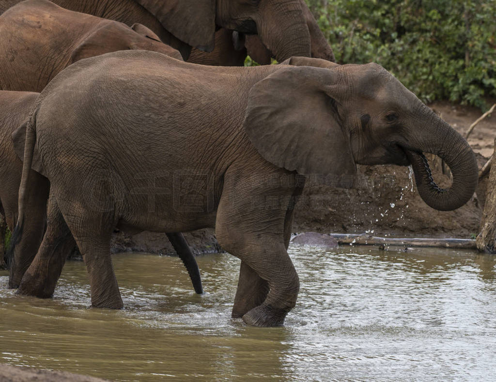 Elephant, Loxodonta africana , walking to right, with water drip