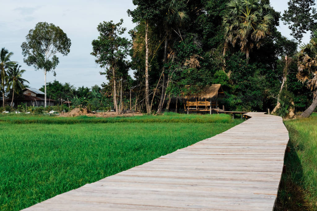 wooden bridge footbridge walkway pathway along rice paddy field