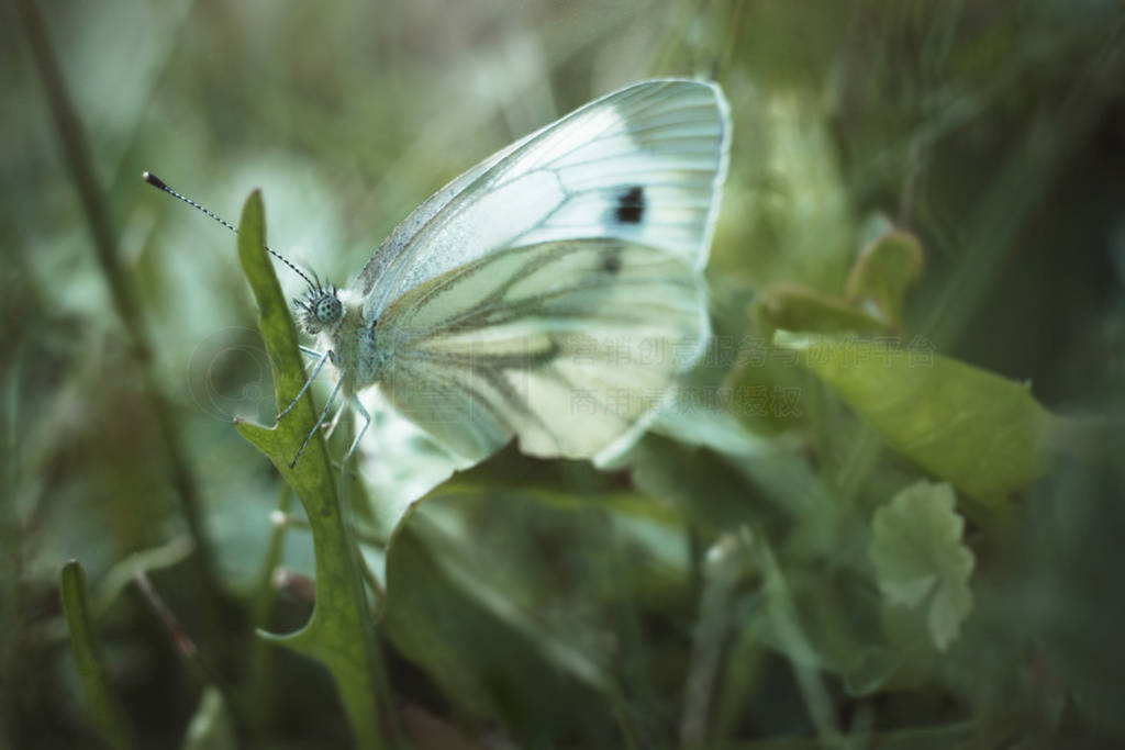 White cabbage butterfly sits on a leaf of dandelion on a green b