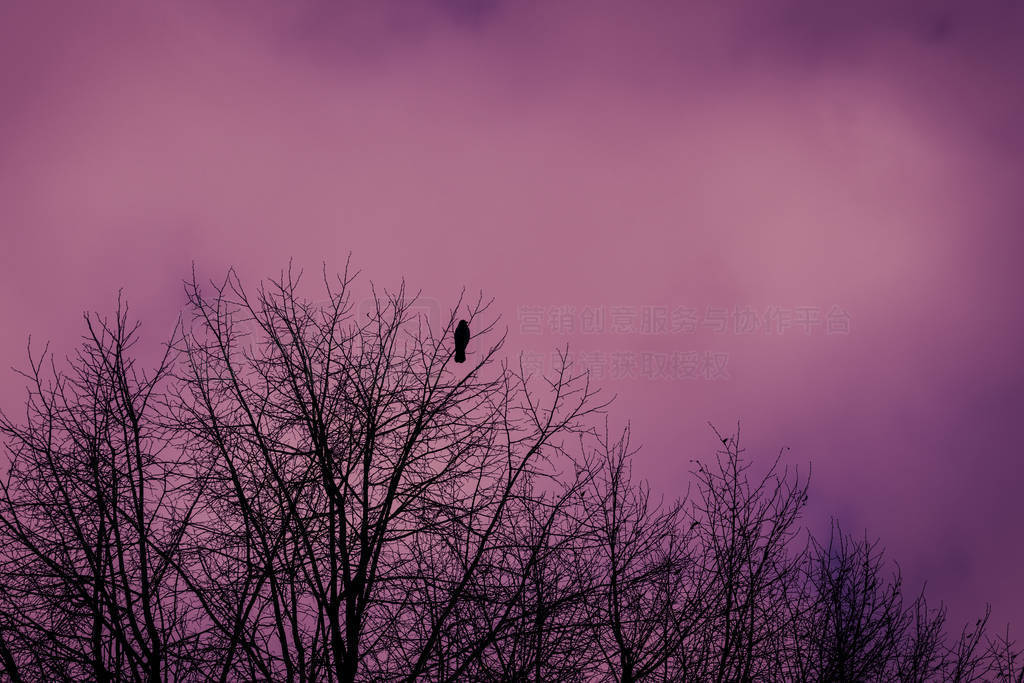 Blurred silhouettes of tree branches and a lone Raven against a