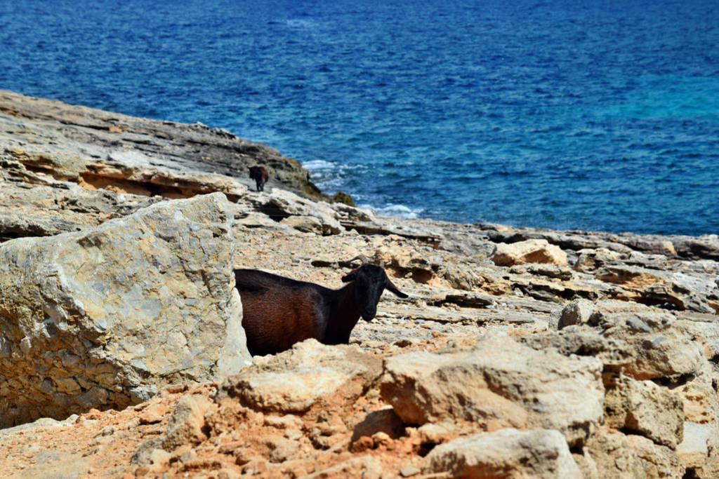 Wild tamed goat is looking and walking on the rock next to the